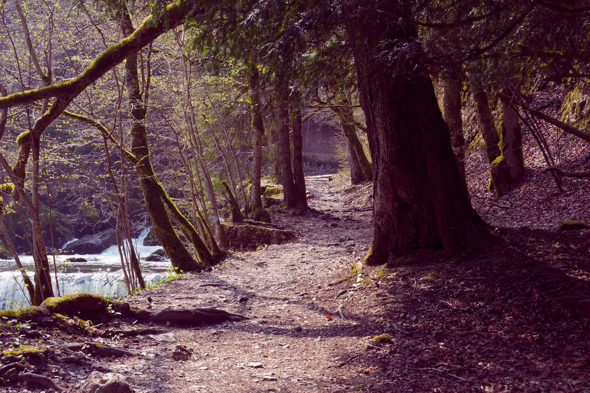 austrian forest walking path water