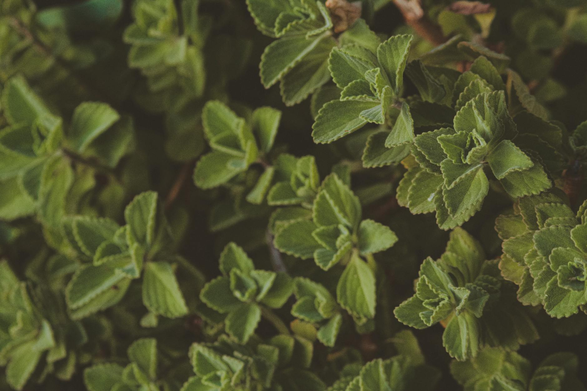 austrian herb garden medicinal plants