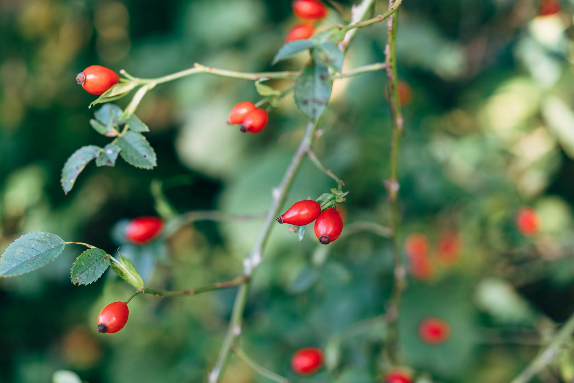 rose hip tea preparation